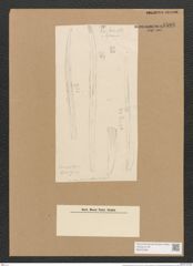 Homoeocladia kotschyi Grun. (de-Toni-Nr.: Genus 48, Species 2191) Zeichnungen Sammlung Grunow Nr. 4586 (NHMW-BOT-W0372599)